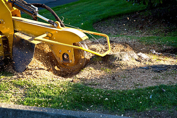  Round Lake, IL Tree Service Pros